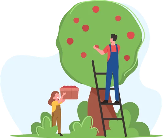 Farmers Family Father and Daughter Pick Apple Harvest to Basket in Orchard  Illustration