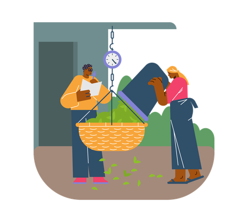 Farmers weighing tea harvest and recycling process  Illustration