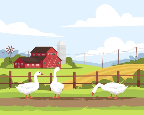 Farmland poultry  Illustration