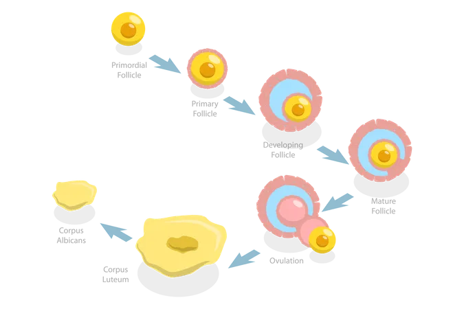 Ilustracion Conceptual De Vector Plano Isometrico 3 D Del Ciclo Menstrual Fases Lutea Y Folicular Ilustración