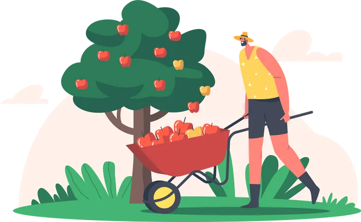 Agricultor colhendo maçãs  Ilustração