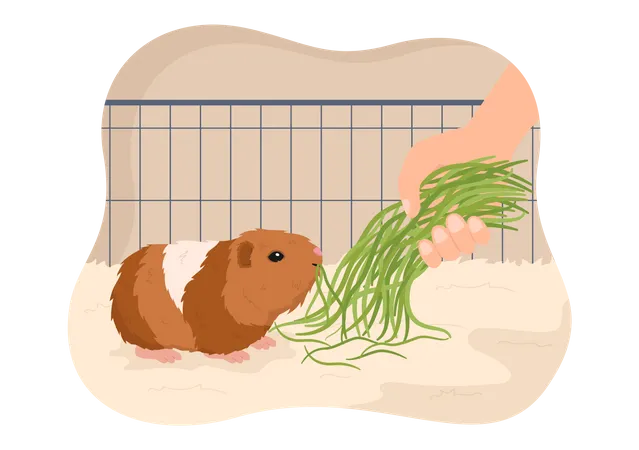 Feeding food to guinea pig  Illustration