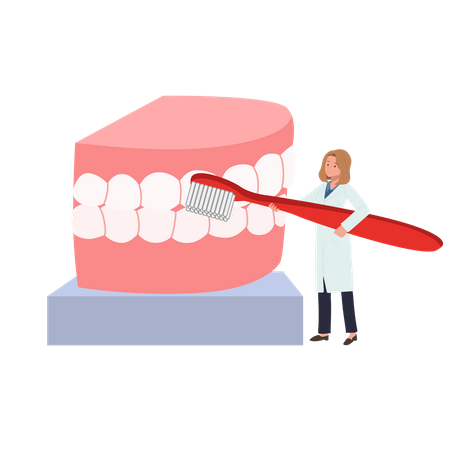 Female Dentist with big toothbrush presenting  how to clean teeth  Illustration