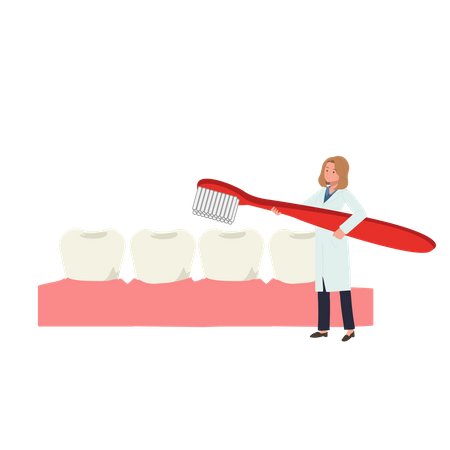 Female Dentist with toothbrush presenting  how to clean teeth  Illustration