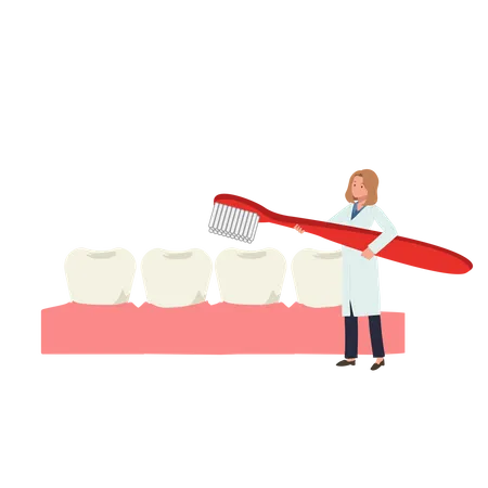 Female Dentist with toothbrush presenting  how to clean teeth  Illustration