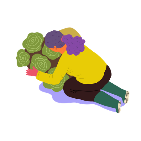 Female farmer arranging Lettuce  Illustration