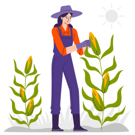 Female farmer at  Corn Farm  Illustration