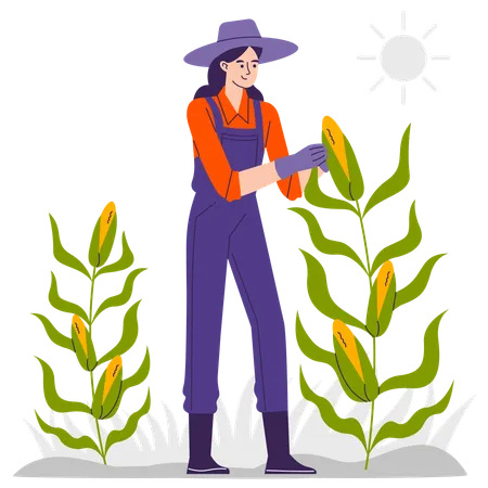 Female farmer at  Corn Farm  Illustration