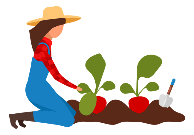 Female farmer collecting harvest  Illustration