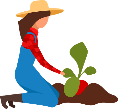 Female farmer digging up ripe beetroots  Illustration