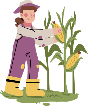 Female farmer doing Corn Harvest Illustration