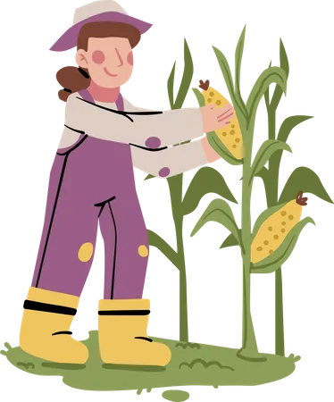 Female farmer doing Corn Harvest Illustration