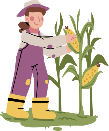 Female farmer doing Corn Harvest  Illustration