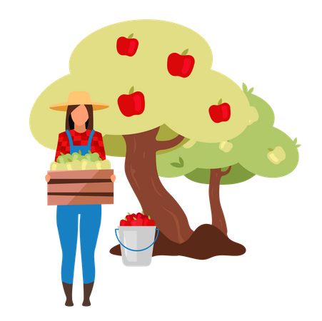 Female farmer gathering ripe apples from tree  Illustration