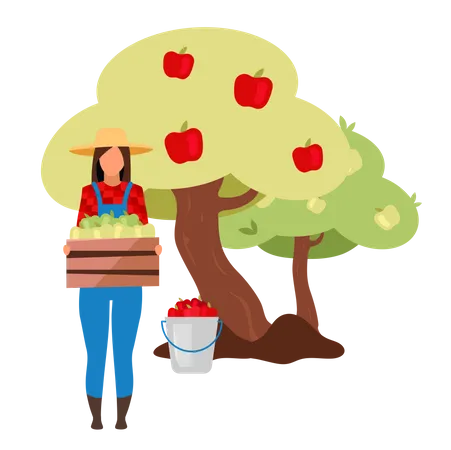 Female farmer gathering ripe apples from tree  Illustration