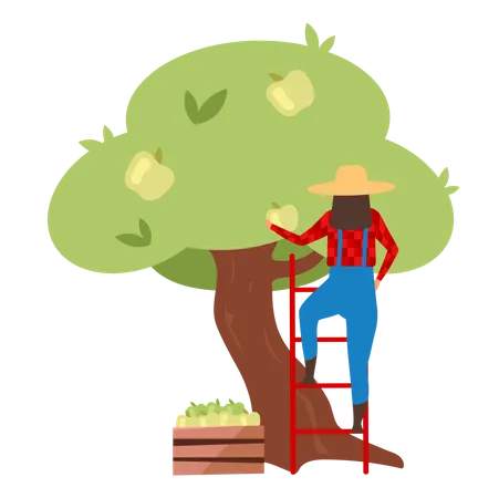 Female farmer gathering ripe apples on ladder  Illustration