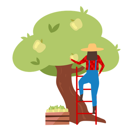 Female farmer gathering ripe apples on ladder  Illustration