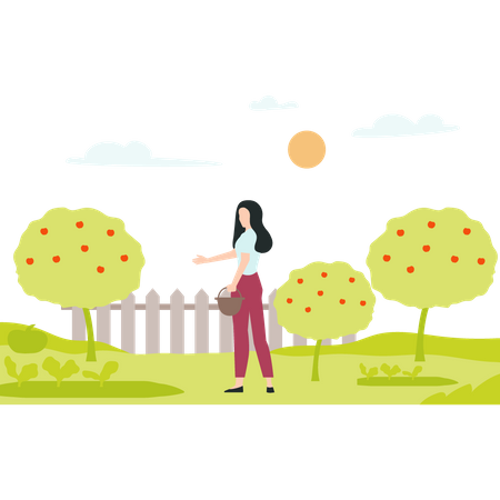 Female Farmer gathering ripe fruit from apple tree  Illustration