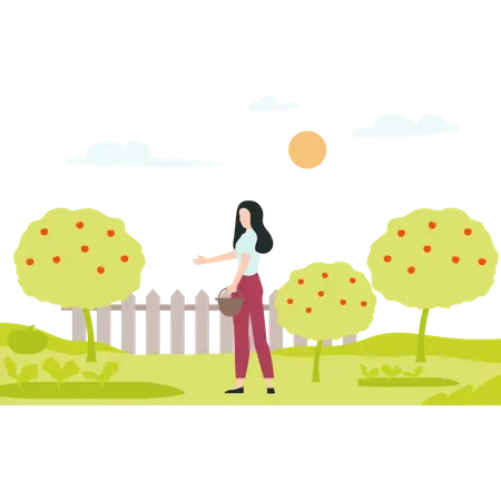 Female Farmer gathering ripe fruit from apple tree  Illustration