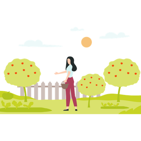 Female Farmer gathering ripe fruit from apple tree  Illustration