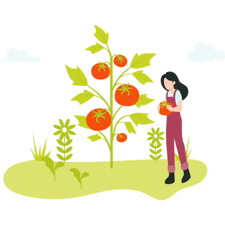 Female Farmer gathering ripe tomato Illustration
