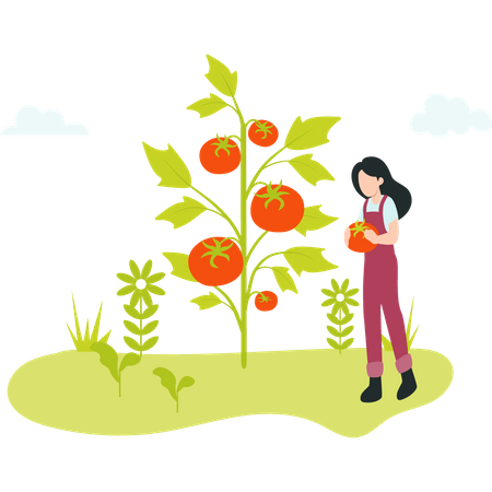 Female Farmer gathering ripe tomato  Illustration