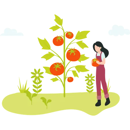 Female Farmer gathering ripe tomato  Illustration