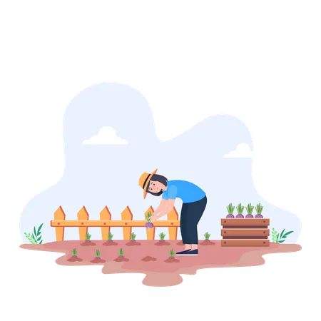 Female Farmer Harvesting Beetroot On Allotment While Kneeling On Ground  Illustration