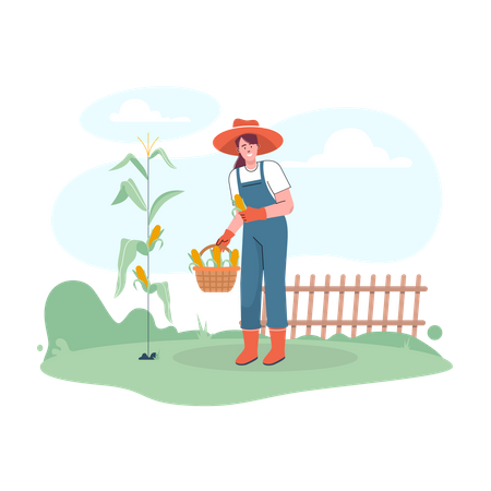 Female farmer harvesting fresh corns Illustration