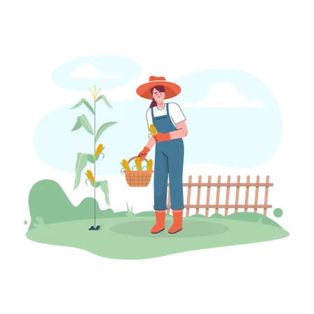 Female farmer harvesting fresh corns Illustration
