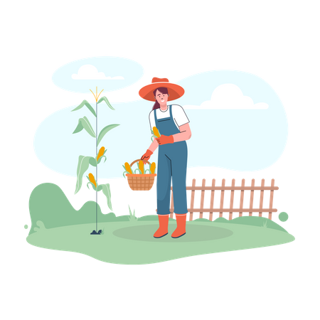 Female farmer harvesting fresh corns  Illustration