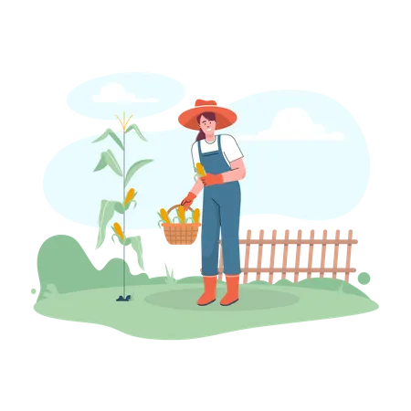 Female farmer harvesting fresh corns  Illustration