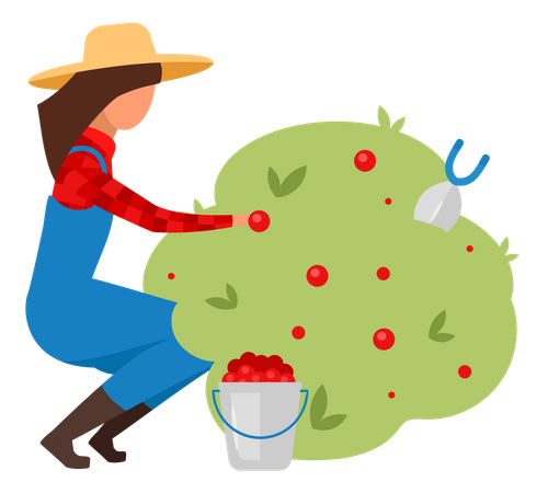 Female farmer picking berries  Illustration