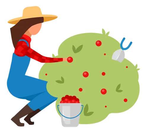 Female farmer picking berries  Illustration