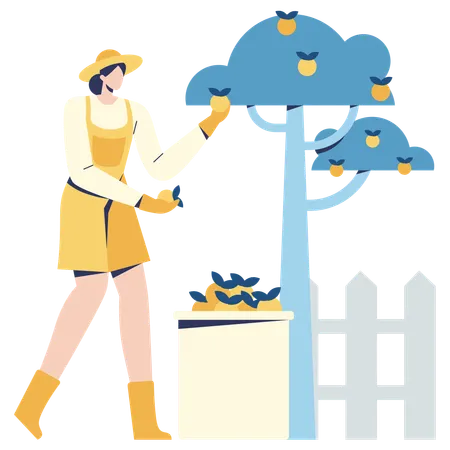 Female farmer picking Fruit  Illustration