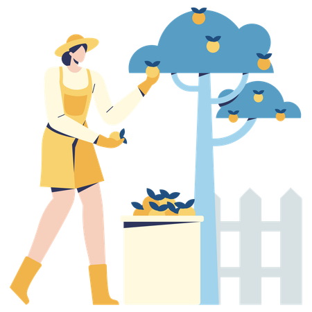 Female farmer picking Fruit  Illustration