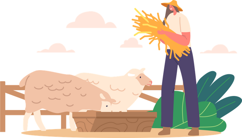 Female Farmer Tends Sheep Flock With Fresh Hay  イラスト
