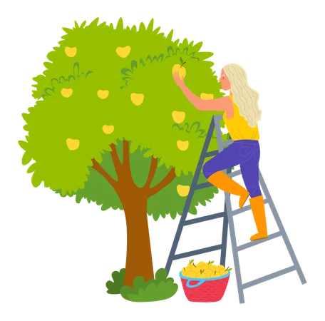 Woman Standing On Stairs And Picking Apples From Tree Ripe Product Female Gardener Near Fruit Wood Wicker Basket Agricultural Work Freshness Vector Illustration