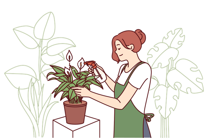 Female gardener takes care of house plants by spraying leaves with fertilizer  Illustration