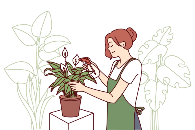 Female gardener takes care of house plants by spraying leaves with fertilizer  Illustration