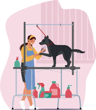 Female Hairdresser Cutting Dogs Talons with Clippers in Salon  Illustration