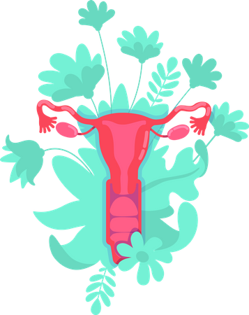 Female reproductive system  Illustration