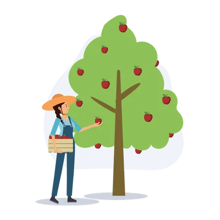 Um Fazendeiro Feliz Esta Colhendo Macas Da Macieira Conceito De Agricultura Colheita Ilustracao De Personagem De Desenho Animado 2 D Vetorial Plano Ilustração