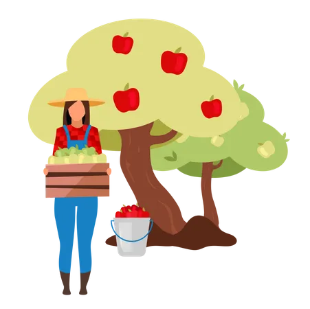 Agricultora colhendo maçãs maduras da árvore  Ilustração