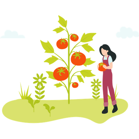 Agricultora colhendo tomate maduro  Ilustração