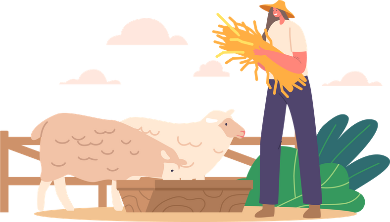 Agricultora cuida de rebanho de ovelhas com feno fresco  Ilustração