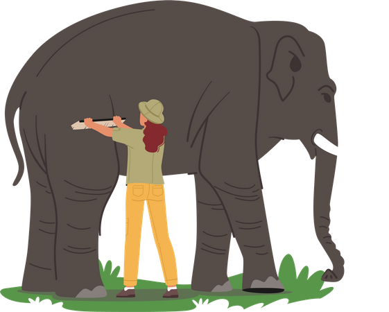 Zoóloga feminina lavando elefante com escova  Ilustração