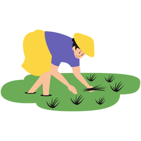 Femme plantant du riz  Illustration