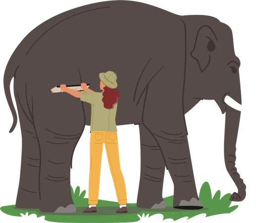 Zoologiste femelle lavant l'éléphant avec la brosse  Illustration