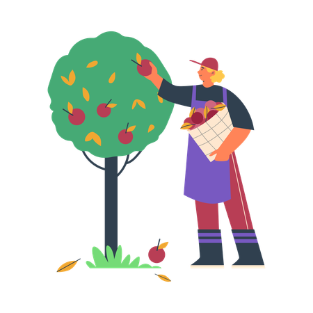 Femme blonde bouclée cueillant des pommes de l'arbre dans un panier  Illustration